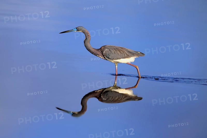 Tricoloured Heron (Egretta tricolor), adult, in the water, foraging, Merritt Island, Black Point Wildlife Drive, Florida, USA, North America