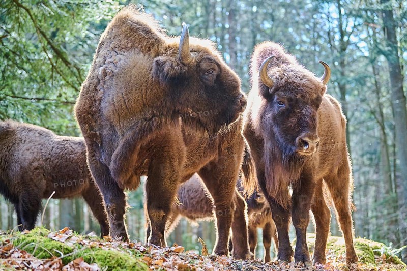 European bison (Bison bonasus) in a forest in spring, Bavarian Forest, Germany, Europe