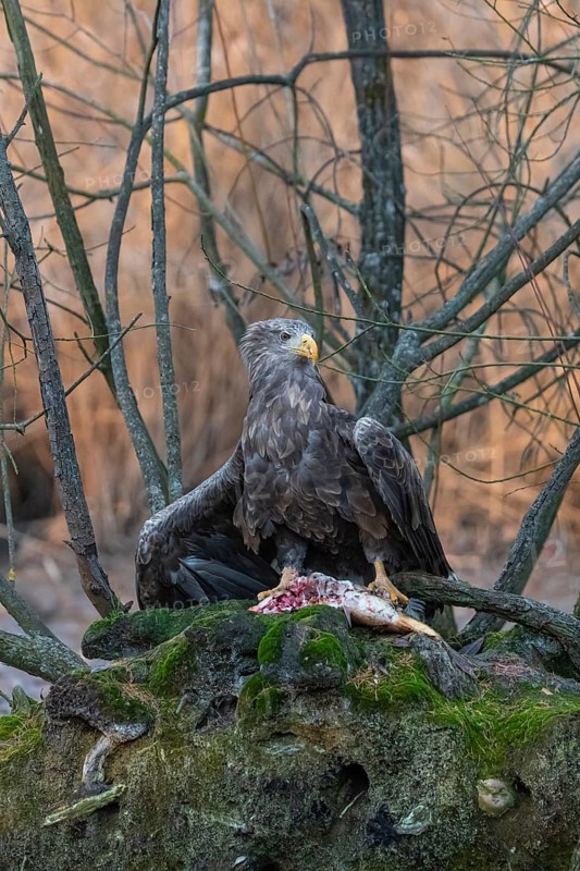 One white-tailed eagle (Haliaeetus albicilla) sitting on a small hammock feeding on a common carp. Fall foliage in late light in the background