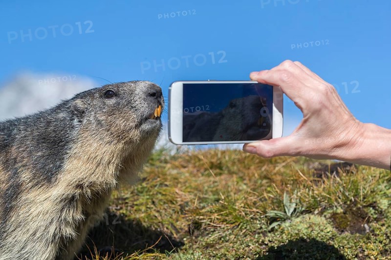 One Alpine Marmot, Marmota marmota, getting filmed or photographed with a smartphone at a very close distance. Early morning light. Green grass and clear blue sky over Grossglockner mountain in the distant background. Grossglockner high alpine road, Hohe Tauern National Park, Austria, Europe