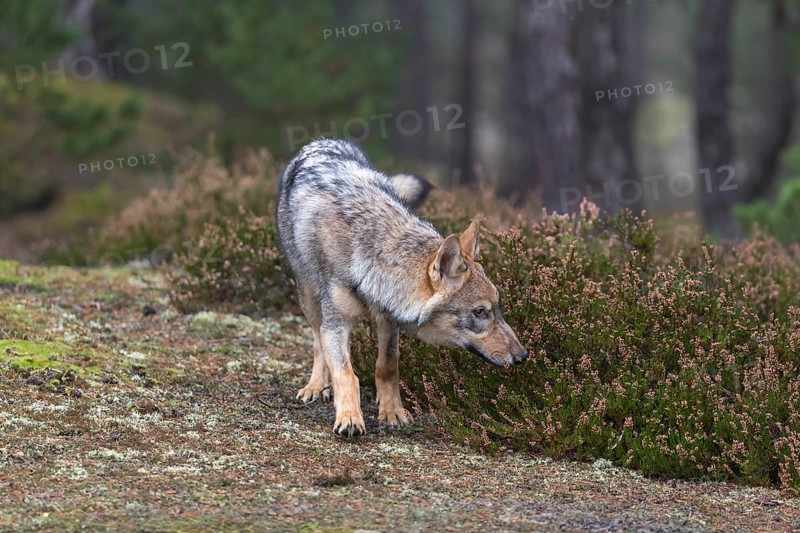 One young male eurasian gray wolf (Canis lupus lupus) running thru a forest with rocks and heather. Green vegetation in the background