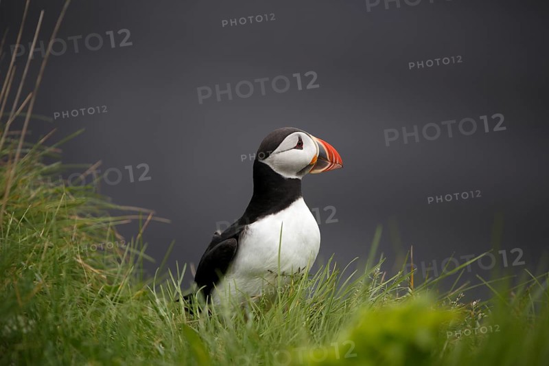 Atlantic Puffin, Common Puffin. Fratercula arctica, at the cliffs of Latrabjarg, Iceland, Europe