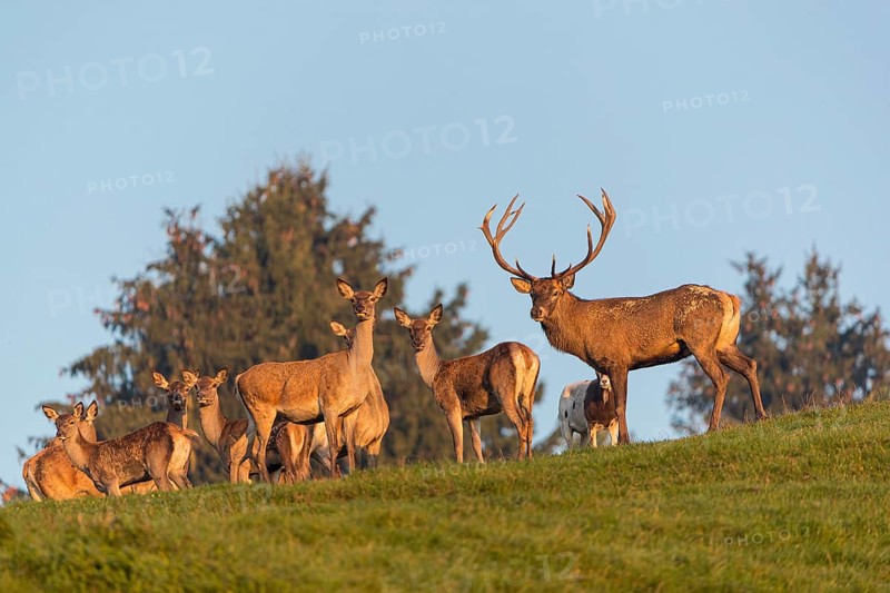 A herd of red deer (Cervus elaphus) standing on a meadow, with trees and blue sky in the background