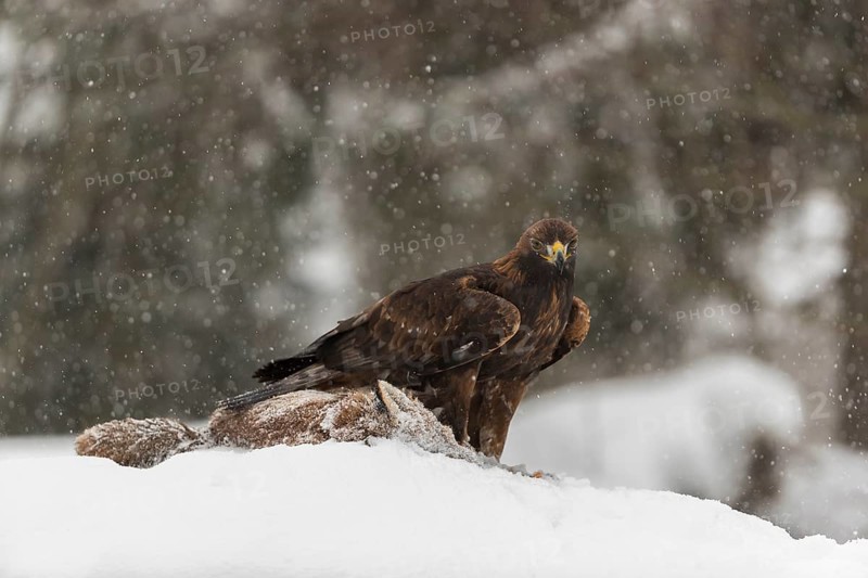 One golden eagle (Aquila chrysaetos) sitting on a carcass of a red fox on a snowy meadow during snowfall. A forest in the background