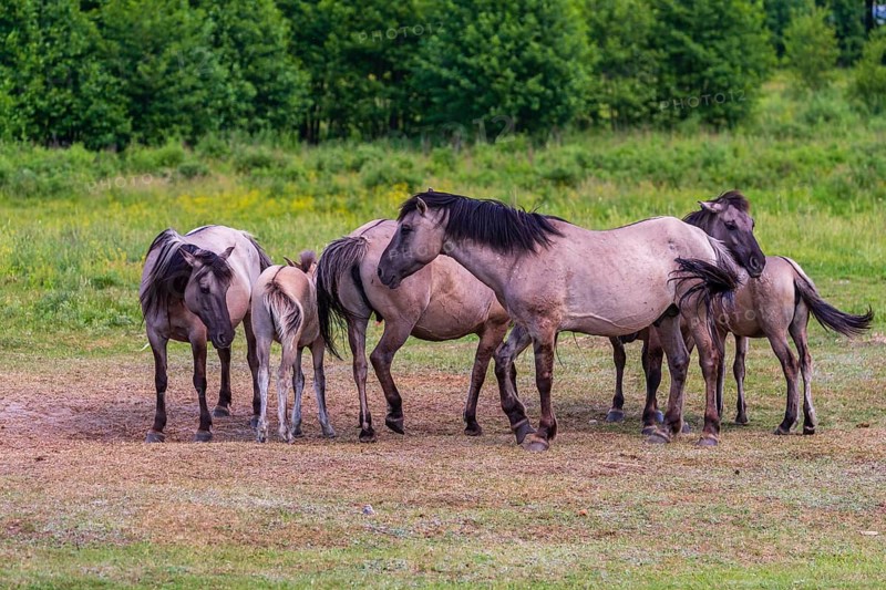 A herd of tarpans (Equus ferus) stands in a clearing in the Masuria tarpan horse reserve, belonging to the scientific station in Popielno, Masuria, North Poland