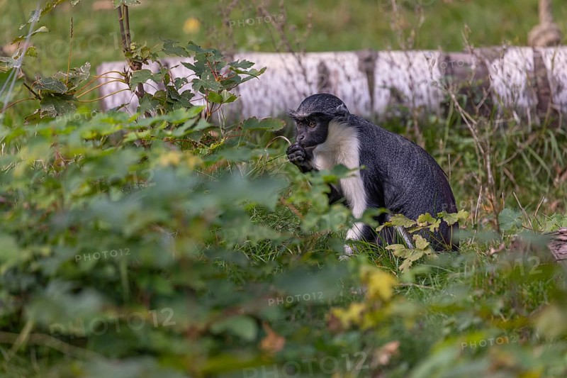One adult Diana monkey (Cercopithecus diana) sitting in the green undergrowth at a forest edge and feeding on something