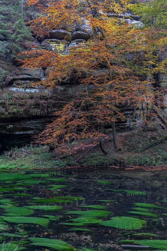 Flowing water with ferns and rocks in the Edmunds Gorge in autumn. River Kamnitz, Hrensko, Ustecky kraj, Czech Republic, Europe