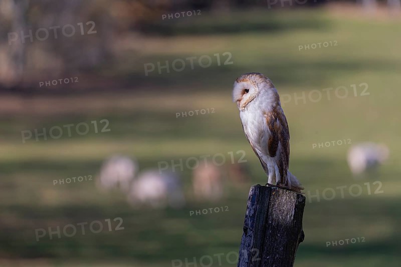 One barn owl (Tyto alba) sitting on a fence post in late evening light. A cattle pasture with some cattle in the background