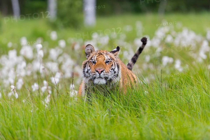 One young female Siberian Tiger, Panthera tigris altaica, running thru tall fresh cottongrass. Early morning light