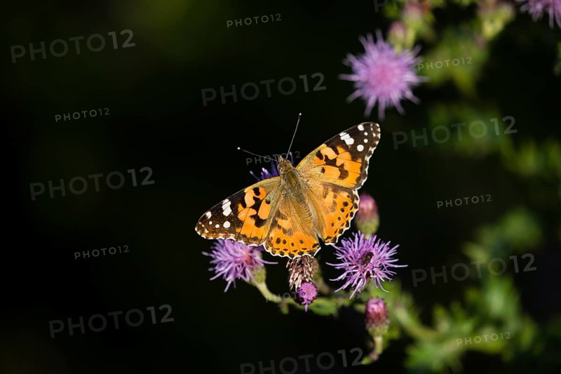 Painted lady (Vanessa cardui), butterfly, resting on a thistle plant, basking in the early morning sun, Hess, Germany, Europe
