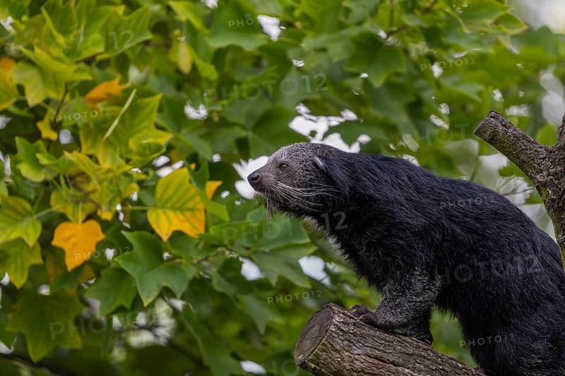 One binturong (Arctictis binturong), or bearcat balancing over branches framed by green leafs