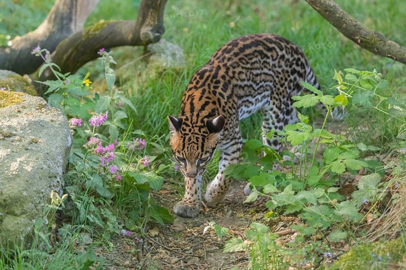 One Ocelot, Leopardus pardalis, walking on green grass with green vegetation in the background