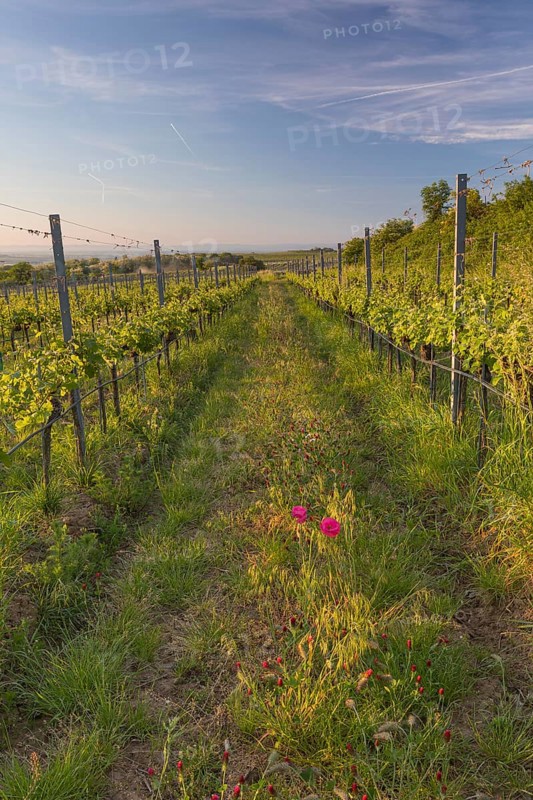 Vineyards at sunrise in Langenlois, Kamp-Manhartsberg Valley Austria