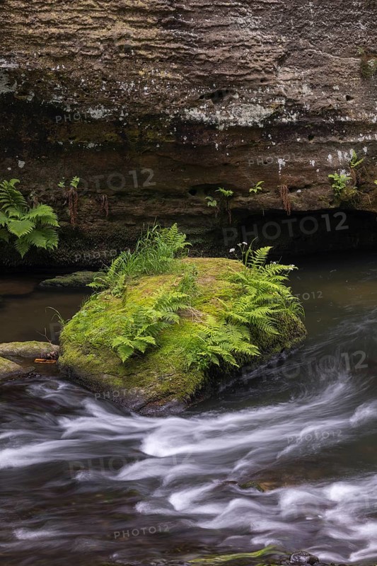 Flowing, silky water with ferns and rocks in the Edmunds Gorge, river Kamnitz, Hrensko, Ustecky kraj, Czech Republic, Europe