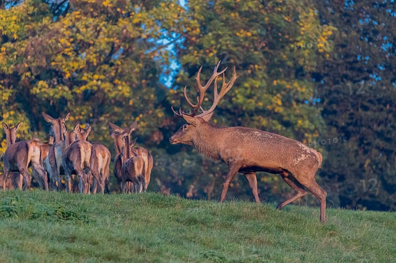 A big herd of red deer (Cervus elaphus) standing on a meadow, with trees and blue sky in the background