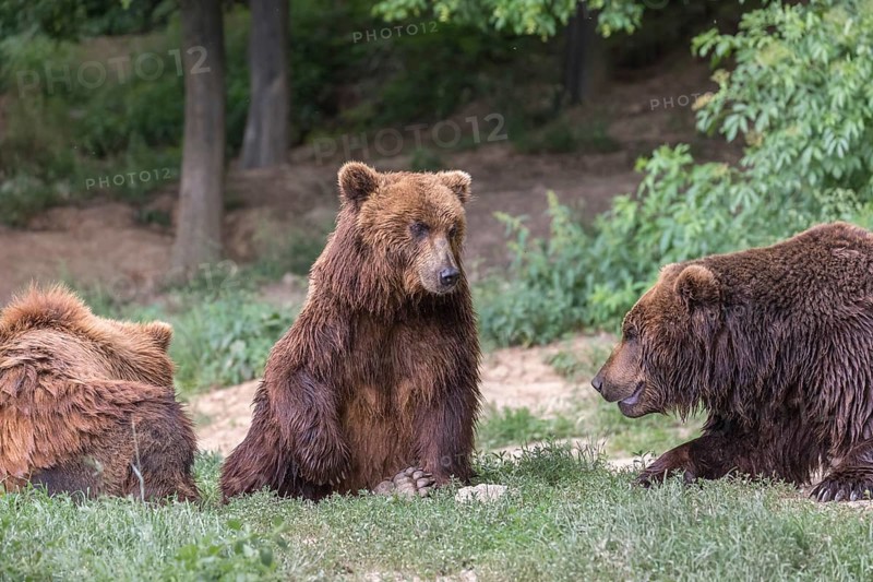 Three Kamchatka brown bears (Ursus arctos piscator), resting in a forest. Some green vegetation in the background