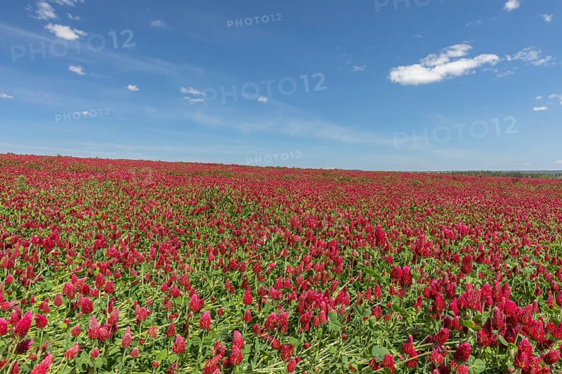 Flowering field of Trifolium incarnatum, crimson clover or Italian clover. This clover is used as protein-rich forage crop for live stock