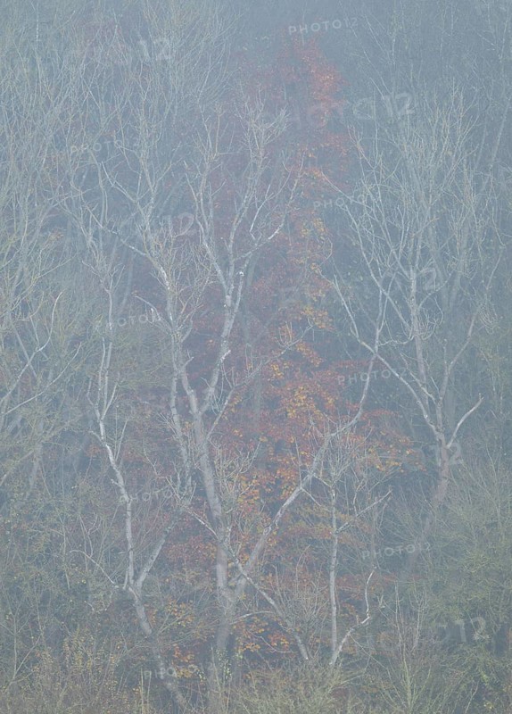 Forest edge with trees in autumn with yellow discoloured leaves, fog, Thuringia, Germany, Europe
