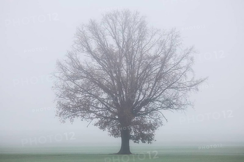 A free-standing tree stands in a field in dense fog, Markee, Brandenburg, 06.11.2024., Markee, Brandenburg, Germany, Europe