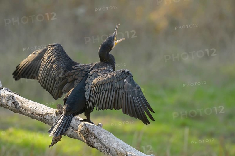 Cormorant (Phalacrocorax carbo), sitting, open wings, open beak, sun, Lower Austria