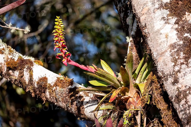 Bromeliad (Bromeliaceae) growing in a tree, cloud forest, San José province, Costa Rica, Central America