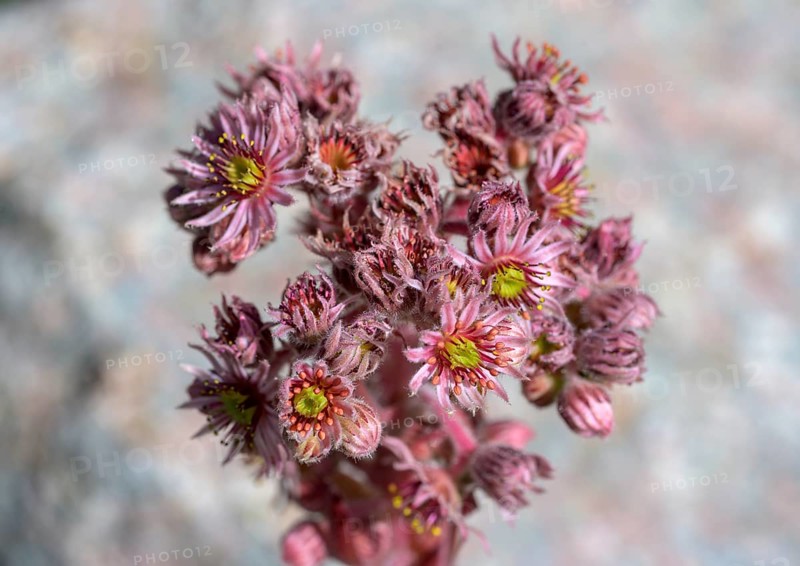 Roof houseleek or Crassulaceae (Sempervivum tectorum), Jardin du Lautaret Botanical Garden, Villar-d'Arêne, Département Hautes-Alpes, France, Europe