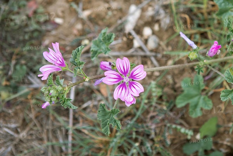 Corn mallow or Cretan hollyhock (Malva multiflora or Lavatera cretica) in the archaeological site of Mantineia, highlands of Arcadia, Peloponnese, Greece, Europe