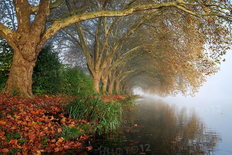 Essen, North Rhine-Westphalia, Germany, Golden autumn on Lake Baldeney. Plane trees in the morning mist on the lake promenade, Europe