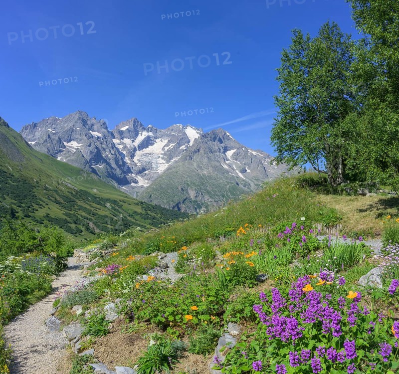 Pointe Piaget and La Meije seen from the botanical garden Jardin du Lautaret, Villar-d'Arêne, Département Hautes-Alpes, France, Europe