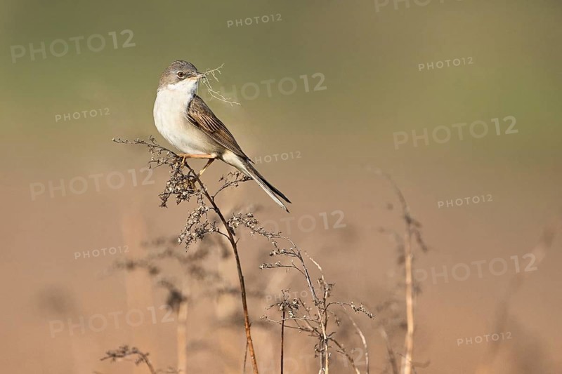 Common whitethroat (Sylvia communis), with nesting material in its beak on a perch, Lake Neusiedl National Park, Seewinkel, Burgenland, Austria, Europe