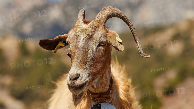 Brown goat in mountainous landscape, looking attentively into the distance, goat (s), free-range, central north of the island, mountains, Karpathos, Dodecanese, Greek Islands, Greece, Europe