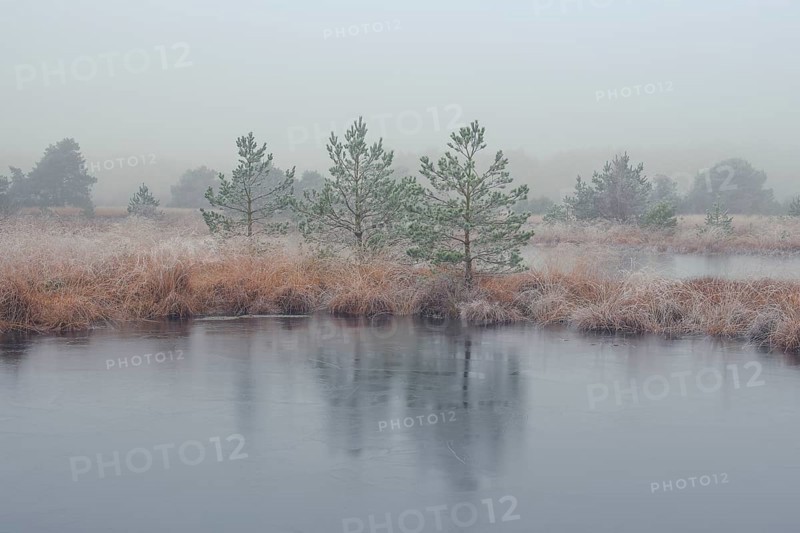 View of a frozen pond in the moor with hoarfrost frozen vegetation, landscape photo, nature photo, flora, fauna, landscape format, fog, trees, grasses, forest area, winter, snow, ice, frost, cold, season, cosy, Nienburg, Lower Saxony, Germany, Europe
