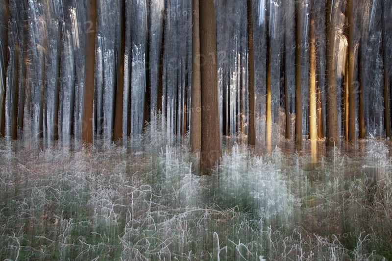 Winter, trees and ground vegetation with hoarfrost in the forest, distorted, Baden-Würtemberg, Germany, Europe