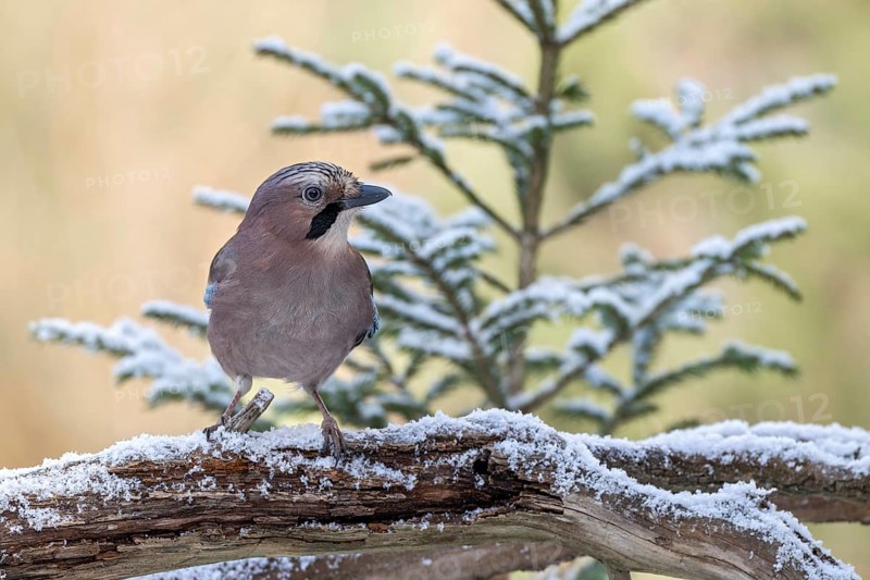 Eurasian jay (Garrulus glandarius), sitting on a branch, Terfens, Tyrol, Austria, Europe