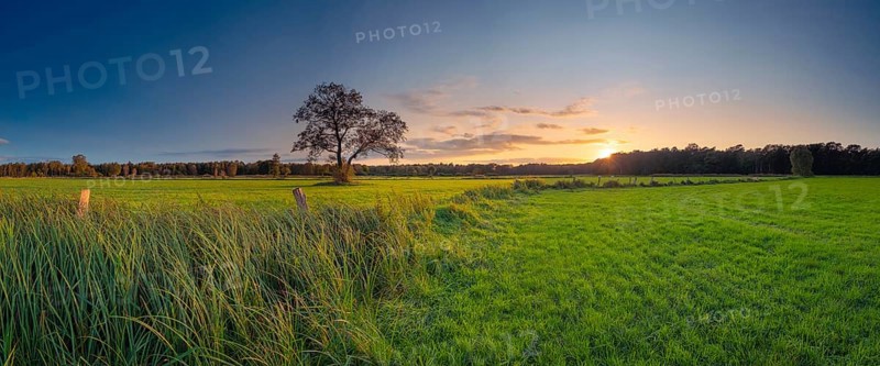 View along a pasture fence overgrown with grasses at sunset, autumn, tree, pasture, meadow, backlight, panorama, nature shot, landscape photography, nature, flora, fauna, sky, cloud, Neustadt am Rübenberge, Lower Saxony, Germany, Europe
