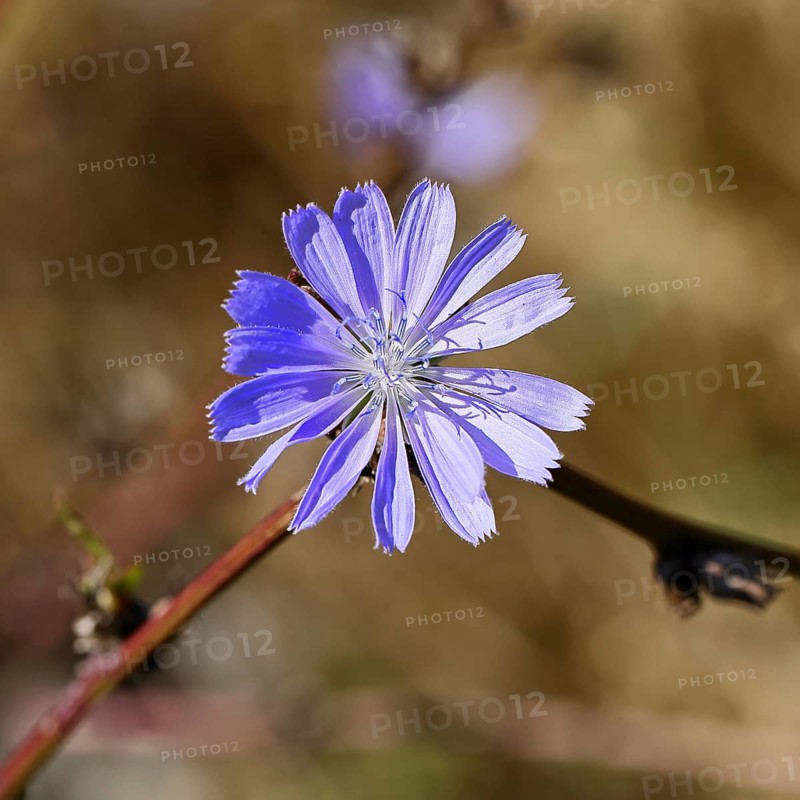 Common chicory Common chicory or chicory (Cichorium intybus), single flower, blue flower, Westerwald, Rhineland-Palatinate, Germany, Europe