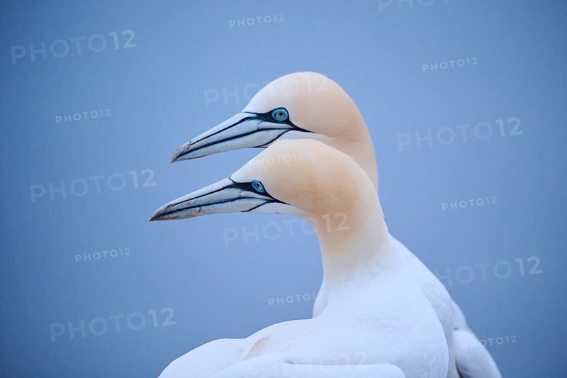 Northern gannet (Morus bassanus) couple greeting each other with their beaks, portrait, wildlife, Helgoland, Germany, Europe
