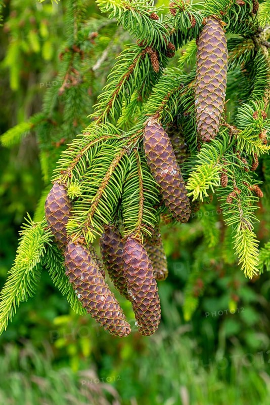 Close-up of Norway spruce tree, Picea abies, leaves and cones, Sutton, Suffolk, England, UK