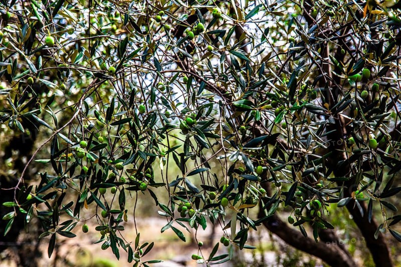Olive tree plantation, Montenegro, Montenegro, Europe
