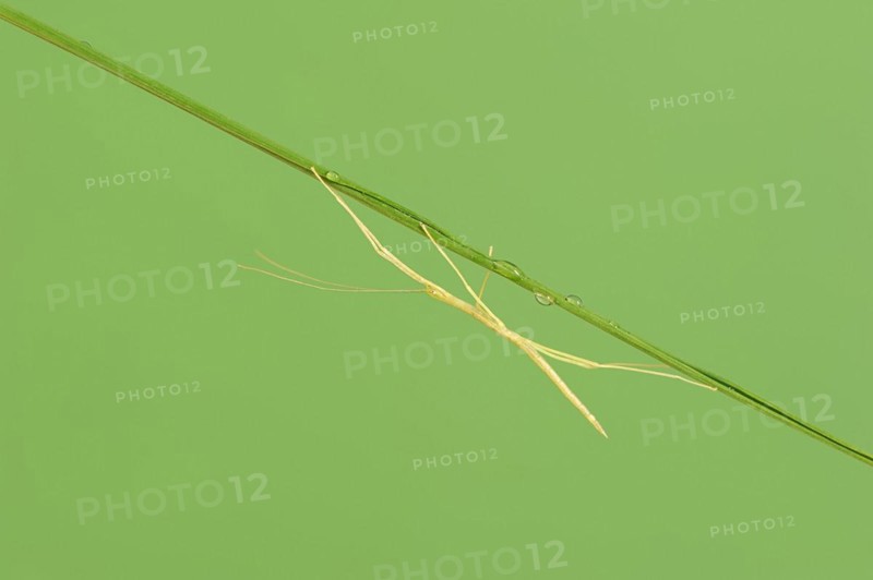 Pink Winged Stick Insect or Winged Stick Insect (Sipyloidea chlorotica, Sipyloidea sipylus), nymph, captive, occurrence in Southeast Asia