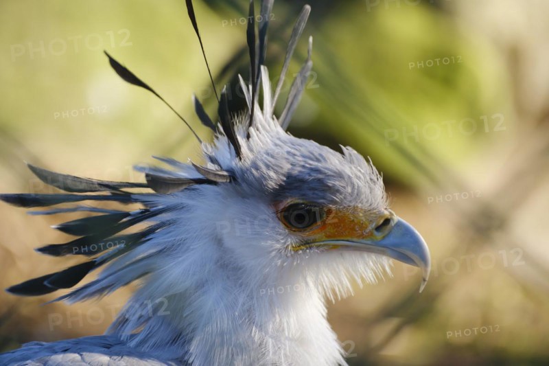 Secretary bird (Sagittarius serpentarius), bird of prey, portrait, close-up, occurring in Africa, captive, North Rhine-Westphalia, Germany, Europe