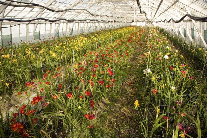 Freesias growing inside greenhouse, Guernsey Freesia Centre, St Sampson, Guernsey, Europe