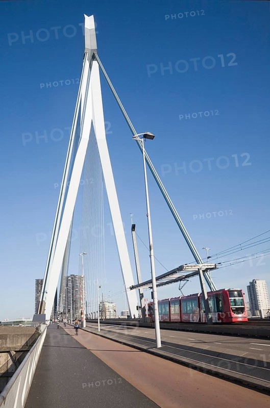 Erasmus Bridge, Erasmusbrug, spanning the River Maas designed by architect Ben van Berkel completed 1996, 800 metre span linking north and south Rotterdam, Netherlands