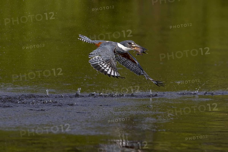 Red-breasted Kingfisher (Megaceryle torquata), flying with caught fish, Rio Claro, Pantanal, Brazil, South America