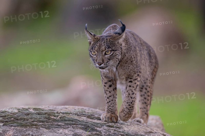 Lynx pardinus, male, walking on stone, Sierra de Andujar, Andalusia, Spain, Europe