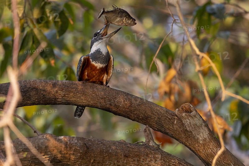 Red-breasted Kingfisher (Megaceryle torquata), on branch, eating piranha, Rio Claro, Pantanal, Brazil, South America