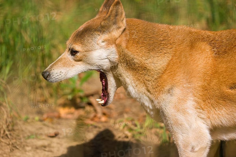 Portrait of two One New Guinea singing dog or New Guinea Highland dog (Canis hallstromi) (Canis dingo hallstromi, Canis familiaris), yawning