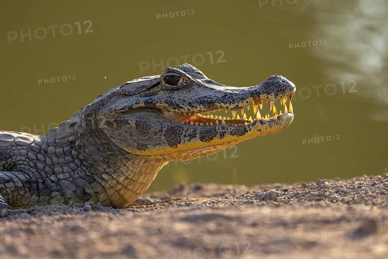 Spectacled caiman (Caiman yacare), head portrait against the light, Pantanal, Brazil, South America