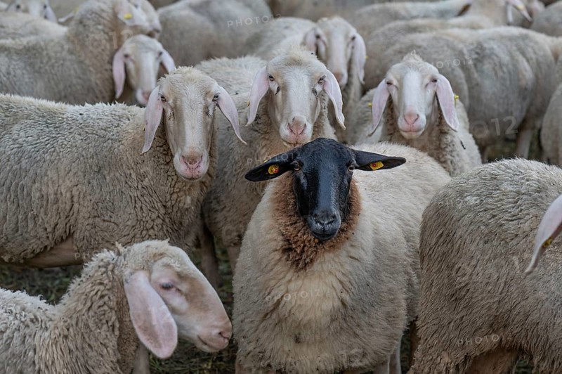 Blackface sheep among Merino sheep in the pasture, Thuisbrunn, Upper Franconia, Bavaria, Germany, Europe
