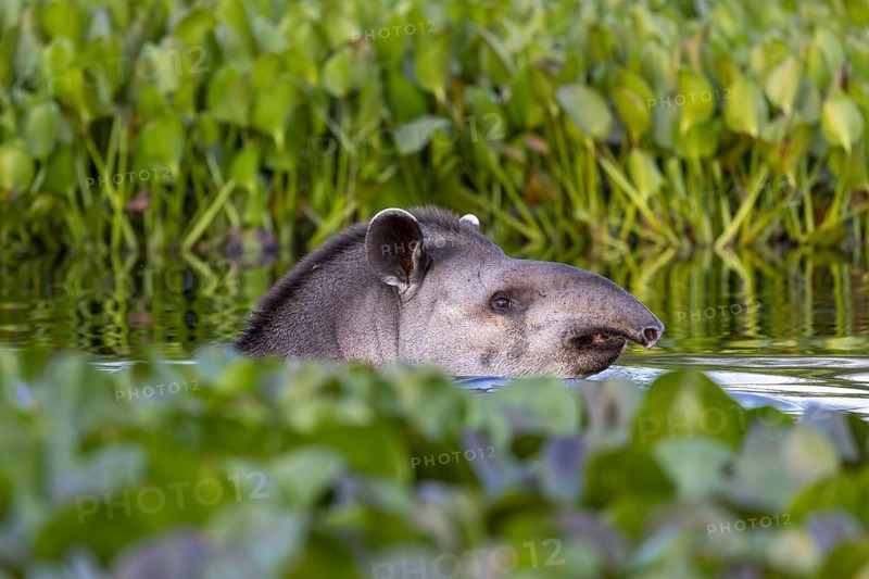 Lowland tapir (Tapirus terrestris), swimming between floating plants, Rio Claro, Pantanal, Brazil, South America